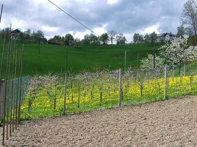 sadjarstvo pomlajevanje