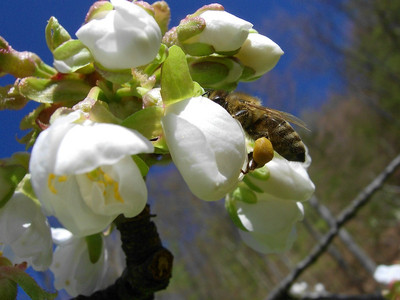 čebele in opraševanje cvetov