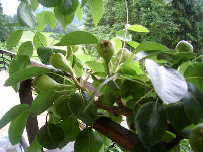 deblo tvorni sejanci